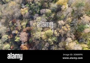 Colorful autumn trees seen from above