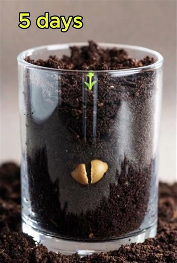 Dwarf Snapdragon Flower Growth Timelapse 🌸 | Seed to Bloom in Transparent Pot | Ultra Realistic