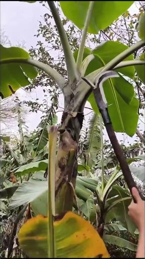 banana tree pruning process#shorts