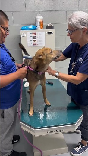 Microchipping Dogs for International Travel #shorts