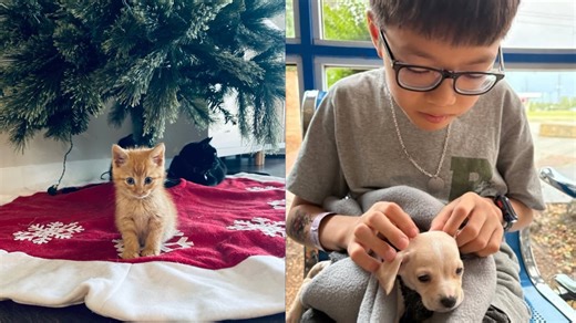 25  foster families needed for Houston Humane Society dogs, cats