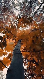 23K views · 834 reactions | "Falling leaves and vibrant nature create the perfect autumn fairy tale " Obraz života | Obraz života | Facebook