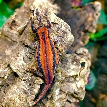 Gargoyle Gecko for sale