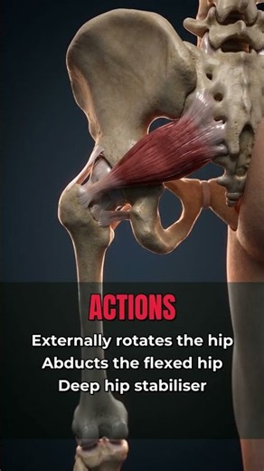 Piriformis Anatomy in 30 Seconds — Origin, Insertion, Action & Nerve
