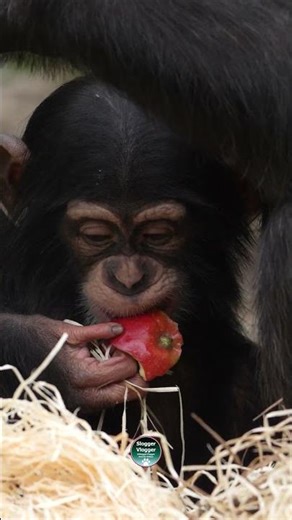 🍎 CHIMPANZEE baby tries solid food