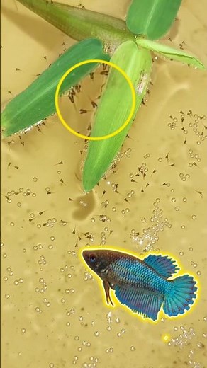 Betta fish breeding||Betta fish bubble nest hatching❤🤗😇🥰👍💛