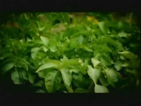 Dedinhos Verdes (Little Green Fingers)