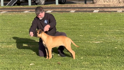 li’l Solos 2nd 5 minute training session . she has lots of spunk , ready for show on Thursday | Reigning Bullmastiffs