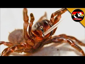 Gebissen von einer tödlichen Spinne und von den Ameisen | Zusammenstellung Brave Wilderness Deutsch