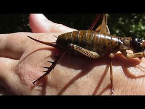 Would you touch a Weta? Giant NZ Cricket.