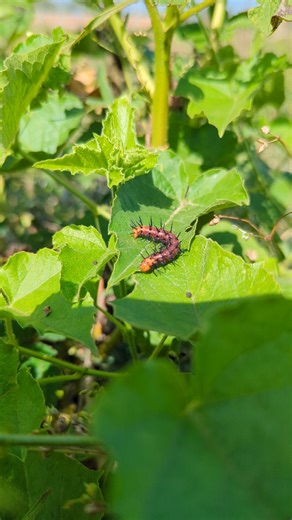 Life of butterfly and caterpillar #macroleb #nature #wildlife #insects #butterfly #bee #honeybee