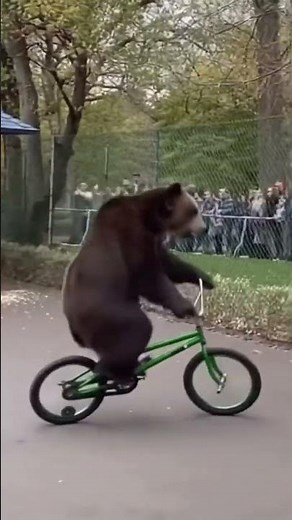Bear Rides a Bike at the Zoo… and Falls 😂🐻🚲💥
