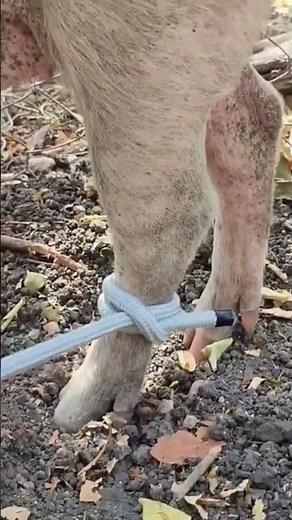 Nudo de Puerco 🐷 también conocido como nudo de cochino, nudo de marrano y ballestrinque 💯