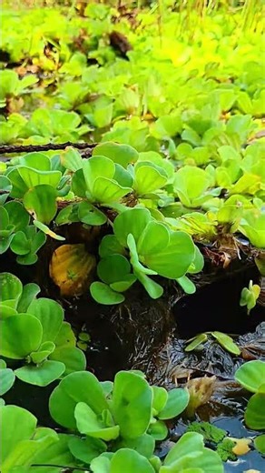 🌸 Nature Beauty Compilation | ☘️ Green Nature Habitat (4k) | March 24, 2026