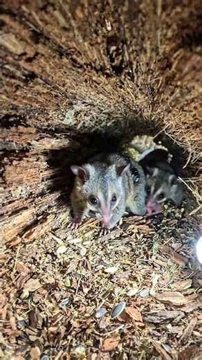 The Smallest Explorer: 24 Hours with a Pygmy Possum Micro-Cam 🐭🔦
