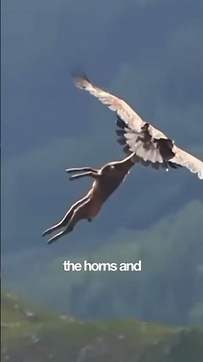 The Eagle That Drops Goats Off Cliffs 😳🦅