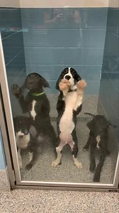 42K views · 16K reactions | UPDATE Puppies are in now foster homes in...