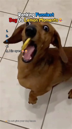 Ranking Craziest Dog Vs Lemon Moments💀#dogsoftiktok #dog #pets
