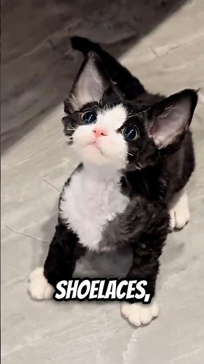 Devon Rex Cat: The Quirky Feline You Need! 😻🙀 #cats #meow #catslivesmatter