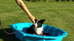 [LESS THAN 48 Hours] NEW BONUS JUST ADDED! Training Academy registration ends in less than 48 Hours, yes you heard us right, less than 48 hours!! The doors will then be closed and gone for anywhere between 6 months to a full year, we don’t want you to miss this opportunity. https://game.absolute-dogs.com/infinite-success Here's a recap of the benefits of joining: #1. The 4-Step Relationship Formula: Relationship Bank Focus Fun Play Gym Train Inspiration #2. One Piece of Learning a Week, Rotating