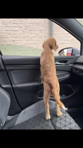 From the tiny little puppy that stole my heart, this little dog is my best mate. I couldn’t love her more. #cockapoo #puppylove #thislittledog #fyp #foryourepage