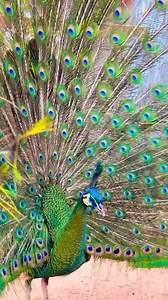 3.5K views · 118 reactions | Java green 連peacock Tarzan is truly a beautiful bird! He’s displaying his feathers 襁 to any hen that will look! | Amy Mayfield | Facebook