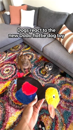 We don't play favorites, but The Dodo flattie toy from our collection @Walmart is so perfect, it's hard for our pups to share! 🤣 Shop here: https://thedo.do/wm-fb-dodotoy And keep up with all of our adorable testers: https://thedo.do/MonicaTheDodo https://thedo.do/tallulahandremi https://thedo.do/tippothehippo | The Dodo