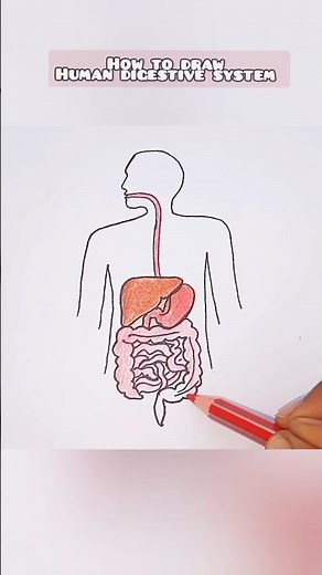 Human digestive system drawing//easy drawing of Human Digestive System