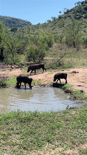 This Warthog Family Knows How to Cool Down! 🐗