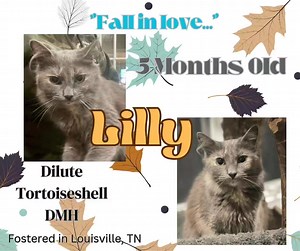 🍃🍂🍁Lilly🍁🍂🍃 LILLY is a 5 month old female DILUTE TORTOISESHELL DOMESTIC MEDIUM HAIR.🐾 Lilly has always been around other cats but she is still learning the ropes. Her fur is as soft as clouds.🌥 It does require weekly brushing to keep it free from mats. She'll take some time to warm up but once she learns she can trust you she'll be all about the pets! Lilly is rooming with other siblings (Louie & Levi) who she loves dearly as well as adult fosters. She would do best being adopted with on