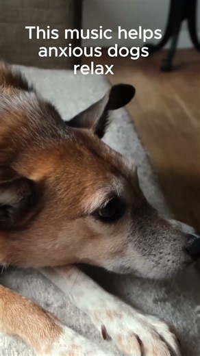Help your dog sleep through the night