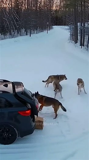 Terrifying Wolf Ambush! Hero Dog Saves Owner in Snowy Driveway