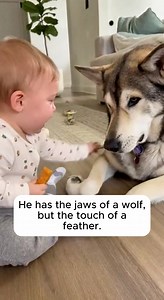 If you look at the silhouette, it’s terrifying. He is an apex predator. He has powerful jaws designed to crush bones and tear through the toughest hide. Standing next to that baby, he looks like a giant. One snap, one mistake, one moment of impatience, and it would be a disaster. But look closer. Look at the concentration in his eyes. When she offers him that treat, he doesn't see food. He sees her. Watch his mouth. He doesn't lunge. He doesn't snatch. He opens his jaws with surgical precision, 