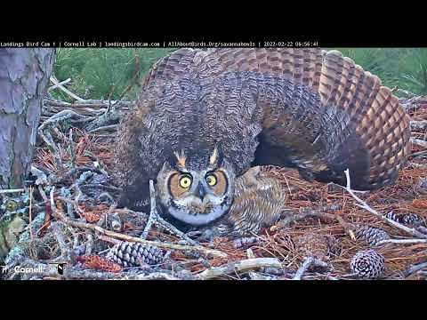 Female Great Horned Owl Spreads Wings Wide In Threatening Display – Feb. 22, 2022