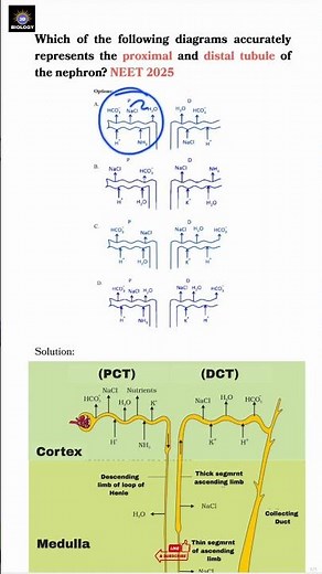 Proximal vs Distal Tubule — Diagram Question NEET