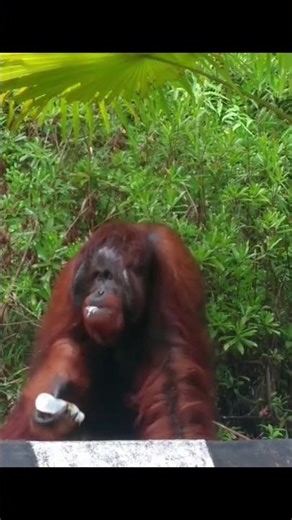 Male Orangutan Drinking & Eating.