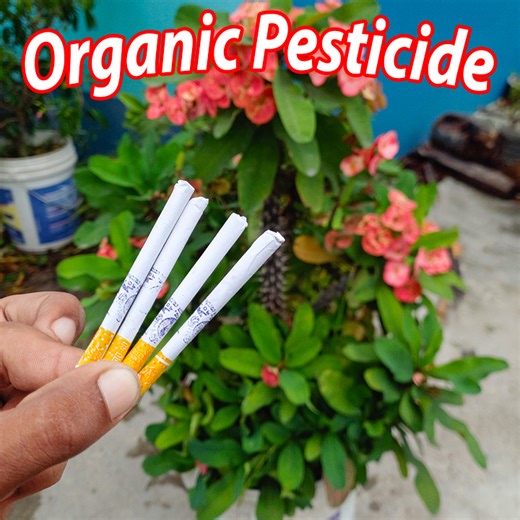 Only following 2 step for making liquid fertilizer at home || step by step guideline in this video | Amd MultiMedia