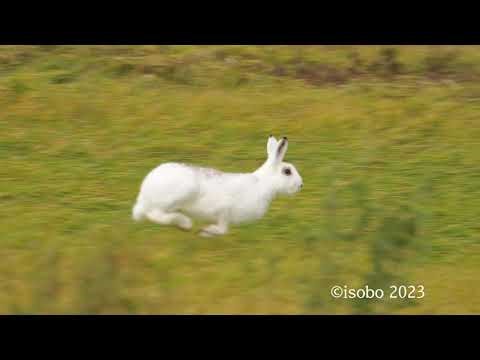 [4K]疾走するエゾユキウサギ A galloping Ezo snow rabbit