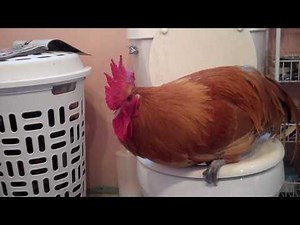 Potty Trained Rooster