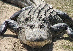 Alligator blood antibiotics