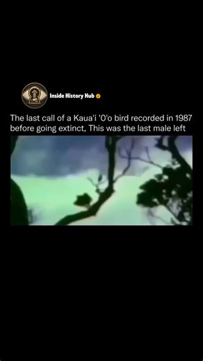 Inside History Hub on Instagram: "The Kaua’i ‘ō‘ō (Moho braccatus) was once a common songbird in the lush forests of Kaua’i, Hawaii, known for its haunting, flute-like call. By the mid-20th century, the species had been pushed to the brink of extinction by a combination of habitat loss, the introduction of invasive predators like rats and pigs, and avian malaria carried by mosquitoes. Follow @insidehistoryHub for more In 1987, a biologist from the Cornell Lab of Ornithology captured one of the m