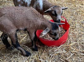 Pure bred friendly Cameroon ewe lambs - £300