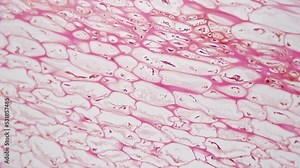 Polliondium of Funaria in longitudinal section under microscope 200x against bright field. Cut moss filmed by special lab device for viewing its structure with cells and nucleus. Examining plants