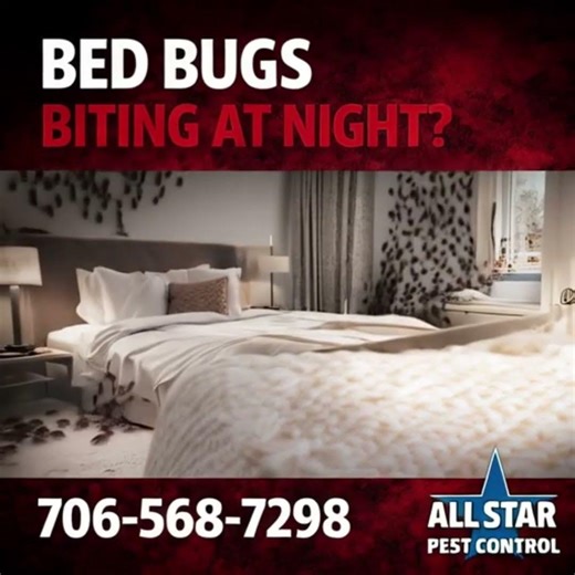 all star bed bugs (short)