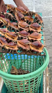 Saang spider shell 🕸️🐚😋 | Aicel Espinosa