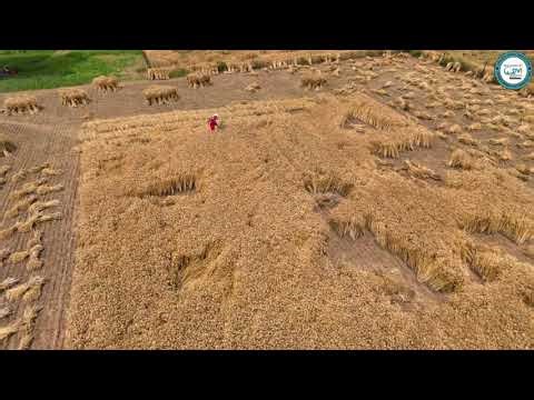 DVI 52cc Heavy Duty Backpack Petrol Brush Cutter / Grass Cutter for Commercial Farming & Landscaping