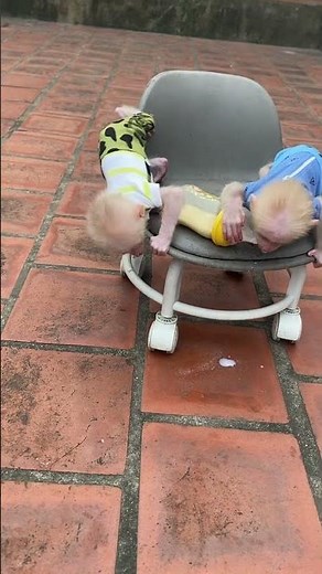 The baby monkey fell off the chair while sitting with his brother drinking milk.