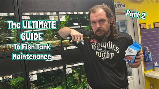 Are you new to fish filters and need some help learning how to maintain them? 🐠 Well, in the second part of our fish tank maintenance video series, Collin's here to give you some guidance on how to maintain your filters and how often to do so. 😃 Plus, he's got a few additional tips on general tank maintenance to finish up. We hope you guys are all set to go on your own maintenance schedules after watching this series of videos! 👍 Make sure you subscribe to our YouTube channel for tons more aw