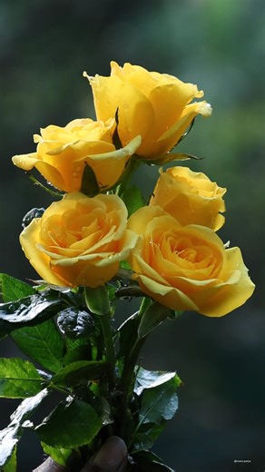 Yellow Roses | Roses