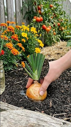How to Grow Onions from Scraps: Easy Garden Hack 🧅